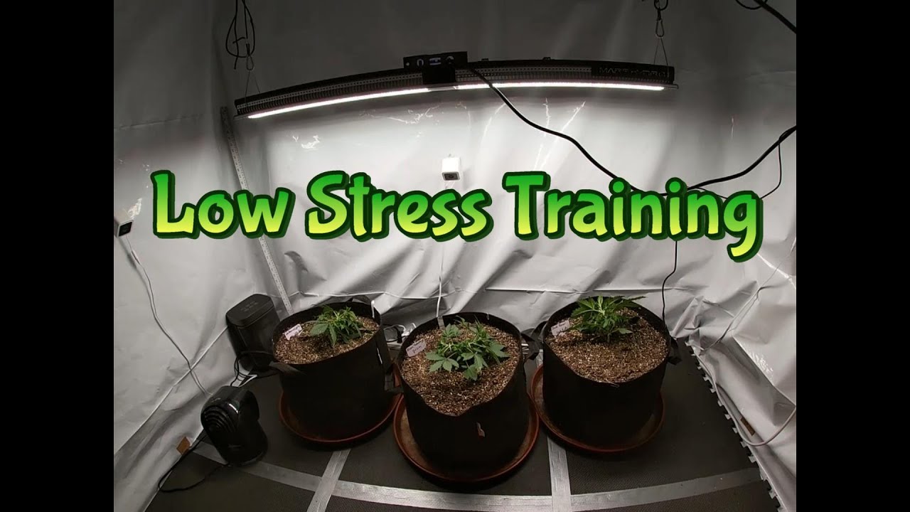 Week 1-2 Staggered Grow (Low Stress Training)
