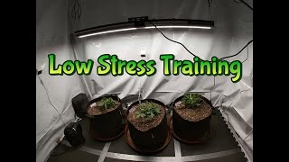 Week 1-2 Staggered Grow (Low Stress Training)