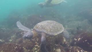 Galapagos Turtles by Andrew 487 views 7 years ago 41 seconds