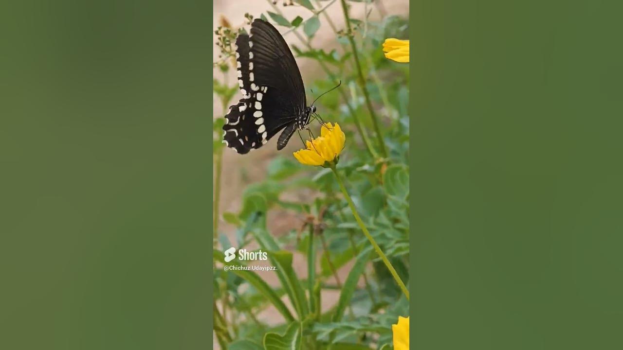 #mohanlal#Fun#Butterfly#entertainment #comedy#entertainment #trend #viral #Hot#comedy#Song#Dance #mohanlal#Fun#Butterfly#entertainment #comedy#entertainment #trend #viral #Hot#comedy#Song#Dance