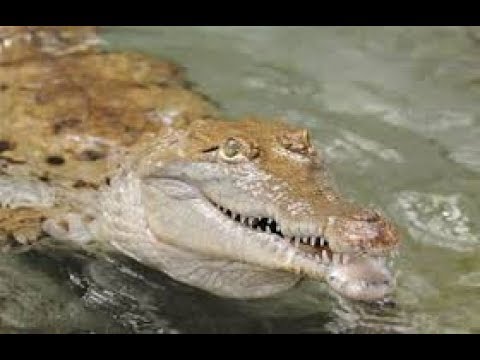 Zoo Vet: Endangered Animals #2