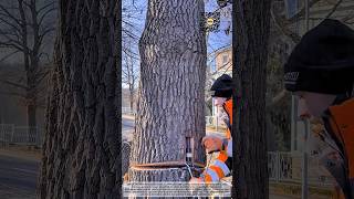 Controlled Tree Cutting Technique Safe And Precise Urban Tree Removal