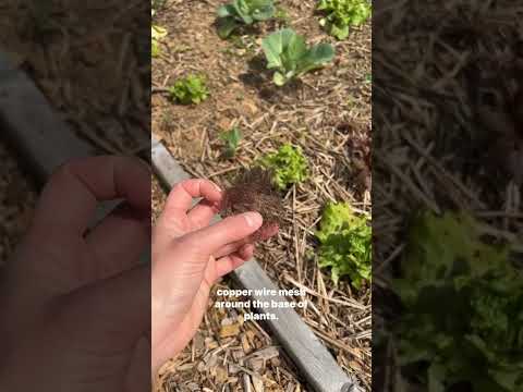 Video: Weekdieren eten sla: hoe zorg je voor slak / slakkenvrije slaplanten in de tuin