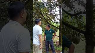 #music #remix #electronicmusic #dj #dj #edm #edm #viralsong #viralsong #fruit #durian #danceanthems