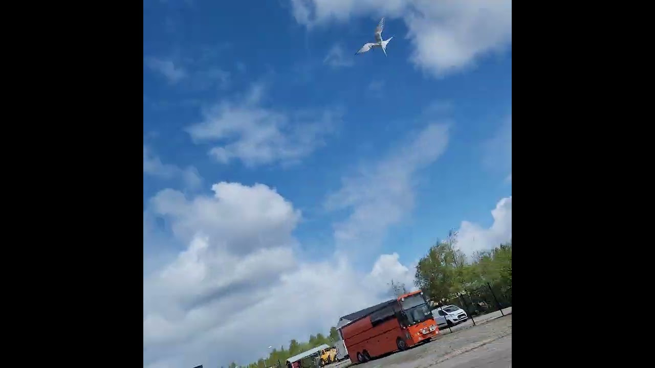 Passa er, dom attackerar!