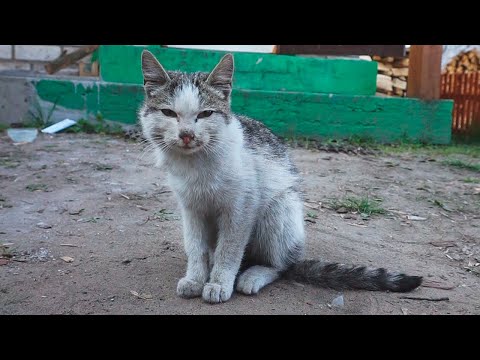 Видео: Спасение котика с раной на шее. Все серии подряд / SANI vlog