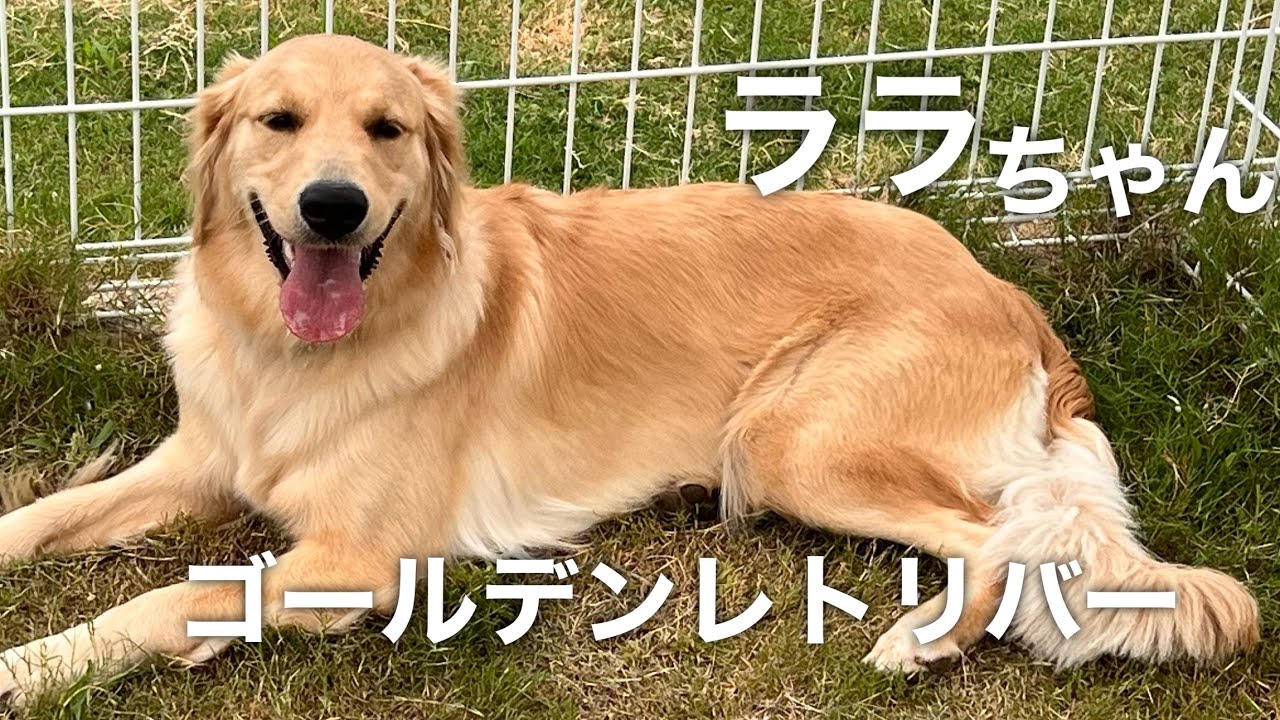 ゴールデンレトリバー ララちゃん【golden retriever】 - YouTube
