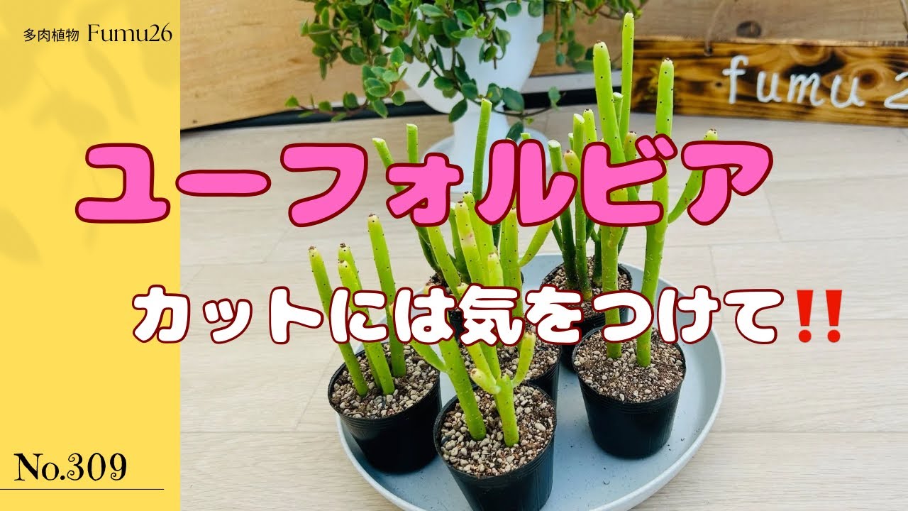棒のように伸びた苗をカットして増やします✂️✨【多肉植物