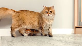 Mom's favorite won't let go of the cat and follows her around