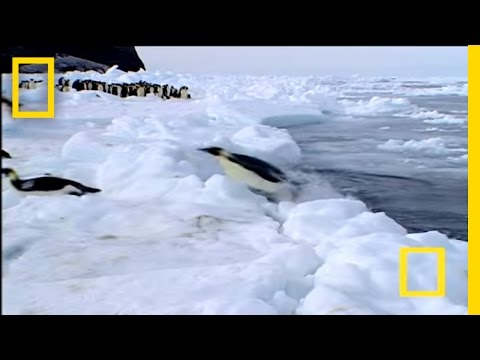 Penguin vs. Leopard Seal