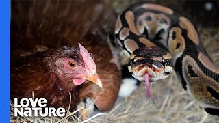 Snake Enters Chicken Coop To Feed