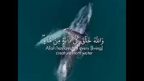 سورة النور الاية رقم45 واللهّ خلق كل دابةٍ من ماءٍ#قران_كريم