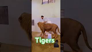 #lion #animals #tiger #safari #music #song #bollywood