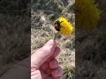 Rescue Bumble Bee 🐝🌼