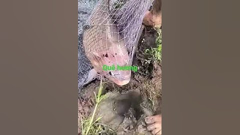 Bắt cá tai tượng