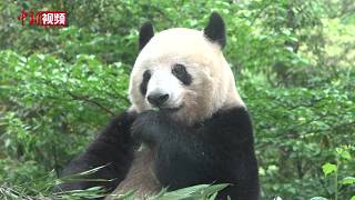 Visiting the home of giant pandas returning from Japan: Keepers reveal the secrets of their daily...