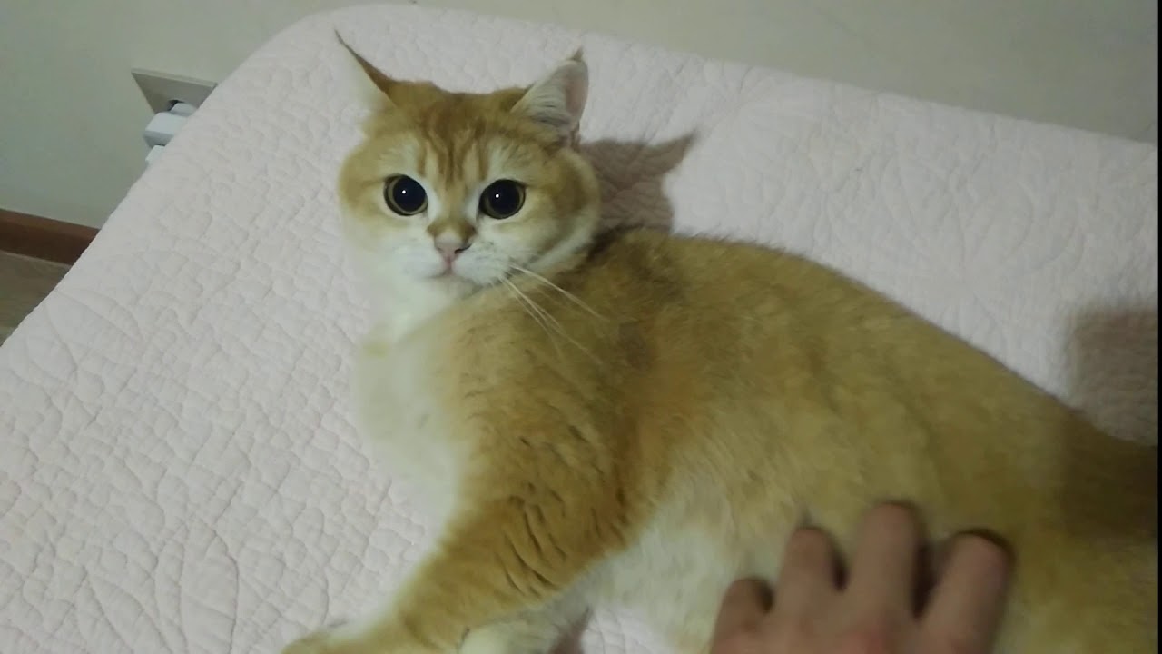 Rosie The Golden British Shorthair Cat Loves Being Pet ...