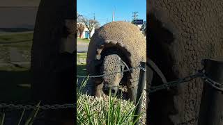 20250810 Gliptodonte de La Reja, Provincia de Buenos Aires, Argentina