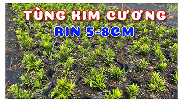 Cây Tùng kim cương 5-8cm | 0386569374 - Ngọc Ngân Bến Tre | Chuyên cây độc lạ