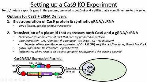 Constructing Plasmids for Cas9/gRNA Expression and Knock Out Experiments