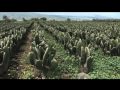 Palomilla del Nopal (Cactoblastics cactorum)