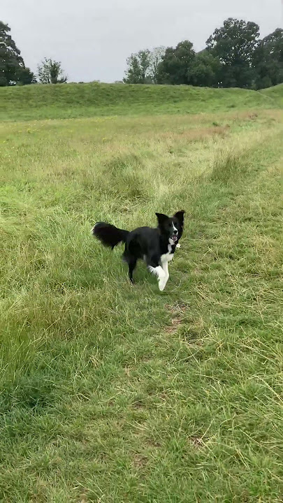 Yoda, the Collie, at the Giant’s Ring, near Shaws Bridge, Belfast N. Ireland #dog #dogwalk