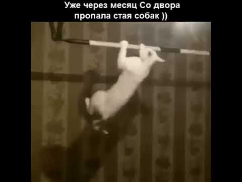 Кот подтягивается на турнике