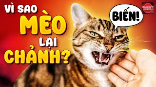 Giải Mã Bí Ẩn Về Loài MÈO Mà Có Thể Bạn Chưa Biết... Vì sao mèo lại "CHẢNH"?