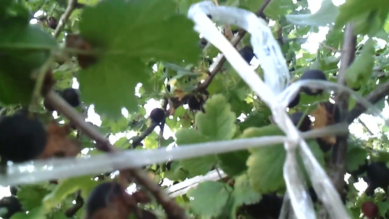 Ribes - nidigrolaria, JOSTABERRY, Josta, vitamin bomb
