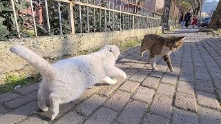 When Angry White Cat Attacks other cats, other cats don't stand a chance.