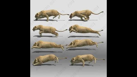 Lioness Animated 3D model from CGTrader.com