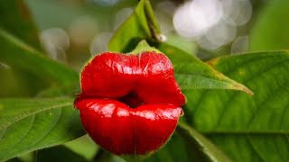 The World's Most Rare & Exotic Blooms You Must See | Unique Flowers 2026