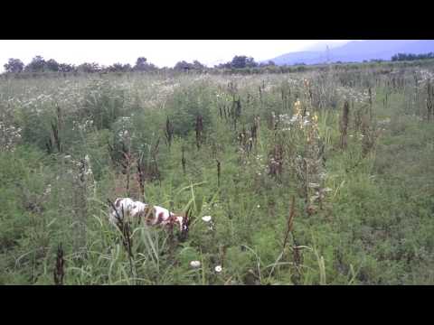 ეპანიოლ ბრეტონი- gufi