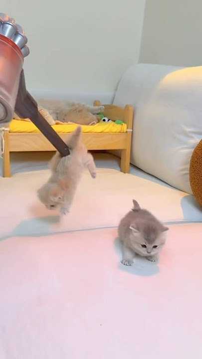 Its time to pick them through vaccum, little munchkin