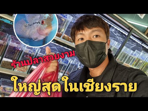 เดินร้านปลาสวยงามที่ใหญ่ที่สุดในเชียงราย..สุดยอดมากปลาเป็นแสน