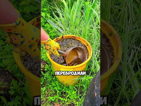 Каждый дачник обязан знать об этом удобрении👍 #дача #сад #shorts