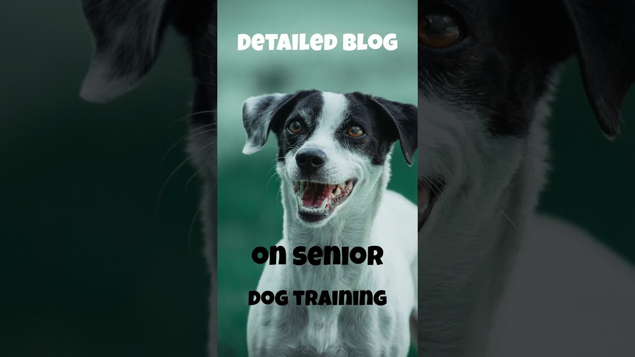Why Training Your Senior Dog Matters!