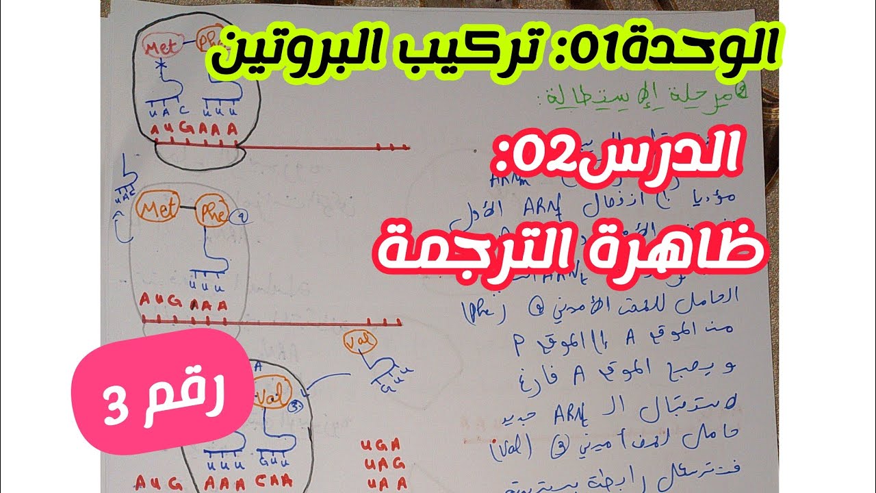 الدرس02: ظاهرة الترجمة (وحدة تركيب البروتين)||بكالوريا 2025