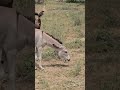 need 10 million views 😞 #donkey #animals #horse