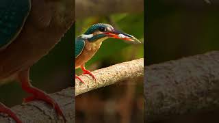 KINGFISHER WITH FISH #wildlifephotography#viralshorts#trendingshorts#viral