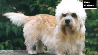 Piture Ideas Of Cute Dog Of Terrier Breed Dandie Dinmont Terrier