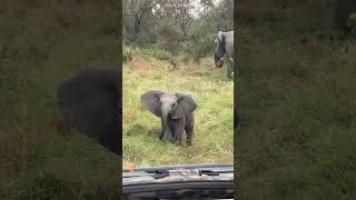 Naughty Elephant Forgot His Mom