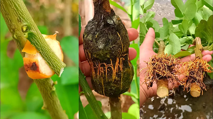 How to air layering Lemon Tree Using Banana in easy way | Lemon Tree Successfully Rooted