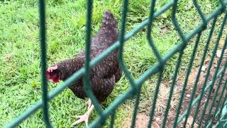 🐄Animales En Latores Oviedo Asturias🐄