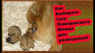 Как выбирать суку для разведения померанского шпица?