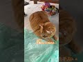 こたつはひーちゃんと遊ぶのがだいすき#こたつ#ねこ #shorts