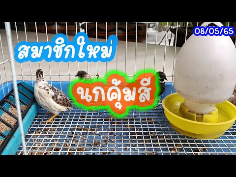 สมาชิกใหม่ นกคุ้มสี King quail, Blue-breasyed quail, Asian blue quail (08/05/65) #นกคุ้ม #kingquail