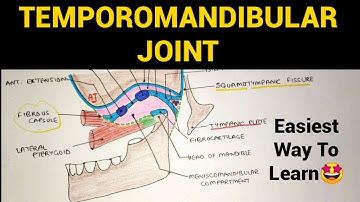 Temporomandibular Joint - 1 (TMJ) | Head & Neck Anatomy