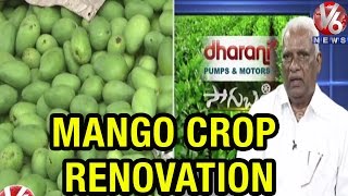 Techniques for renovation of damaged Mango crops by Agriculture Rtd Prof Rajendra - Sagubadi