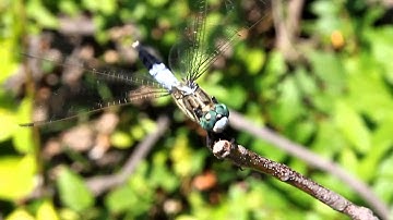 Dragonfly Macro Video